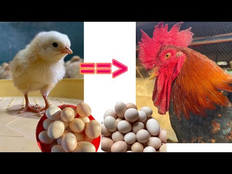 FULL VIDEO: caring for chickens for 150 days and how to prepare chicken food.