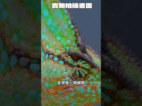 南洋大兜蟲羽化！我的神兵利器來了！#shorts #甲蟲 #insects #beetle #獨角仙