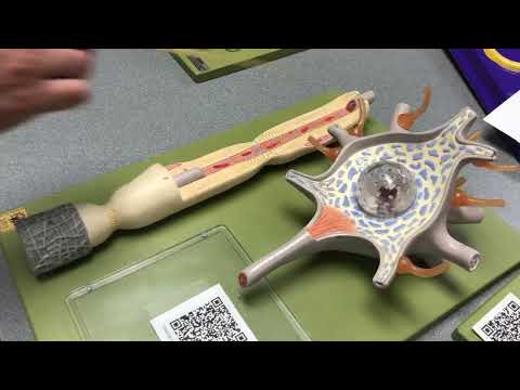 Neuron Model (Anatomy & Physiology I: BIO)