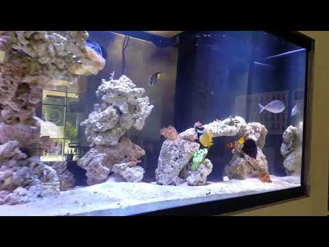 - Tony Nguyen 210 Reef tank Budget Built ( lights are on ich part 4)