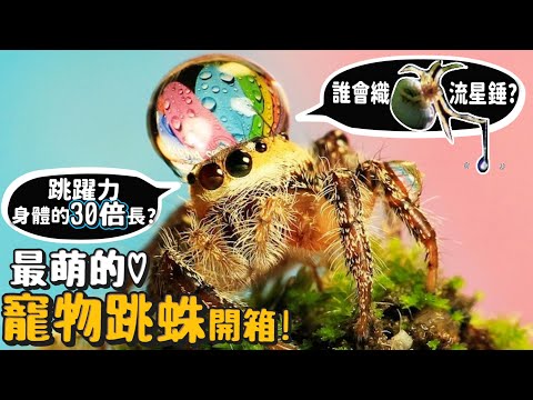 【寵物開箱】跳蛛!會向鏡中自己歪頭揮手?頂水珠有什麼特殊意義?跳躍力身體的30倍長?捕獵方式與毒性?【許伯簡芝】Jumping Spider