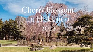 Cherry blossom in Hokkaido 2022