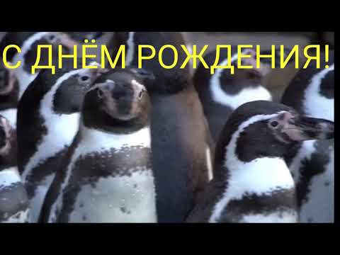 Прикол поздравление с днем рождения