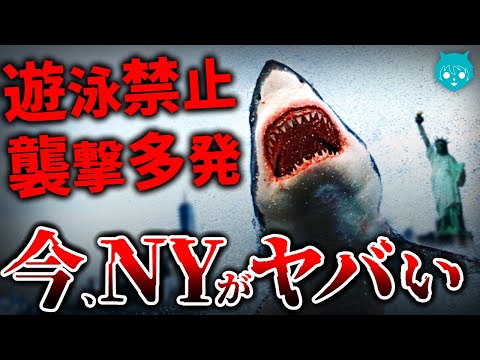 【異常事態】被害者急増…ニューヨーク州サメ襲撃事件｜人食いザメが現れ始めた理由