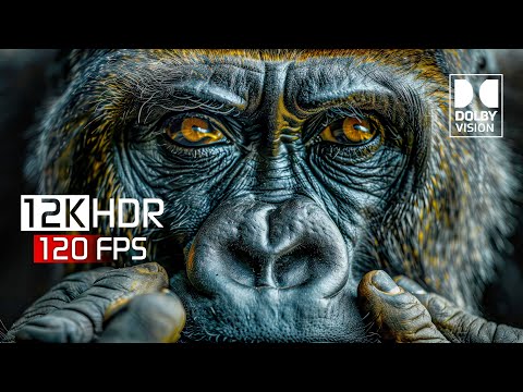 Spectacular 12K HDR 120 FPS Dolby Vision (12K Video) #hdr #8k