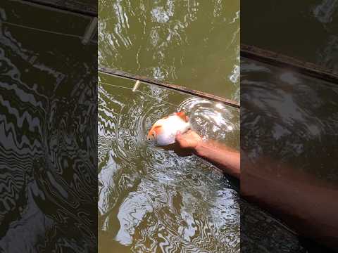 Rupchand Fish fishing video||village fishing #fish #fishing #reels