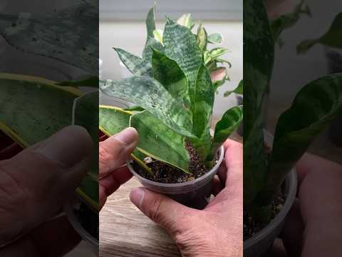 Snake Plant Leaf Propagation Update