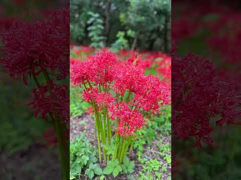 【巾着田/埼玉】真っ赤なお花の♪ #shorts  #japan  #saitama  #flowers #彼岸花