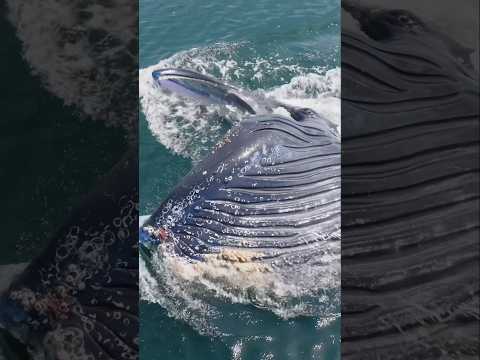 A million krill swallowed in one bite! #whale #gulp #shorts