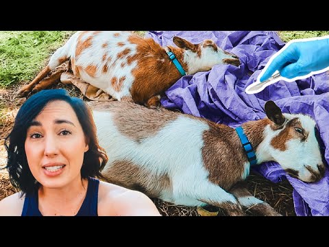 MAJOR SURGERY for mama & daughter goat