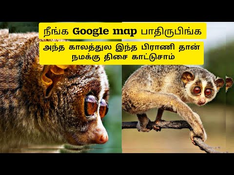 திசை காட்டிய தேவாங்கின் சுவாரசியமான தகவல்கள்