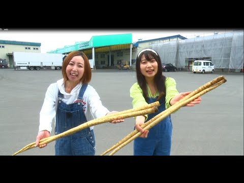 「Fresh Vegetable」旬の青森県産ごぼうを紹介♪