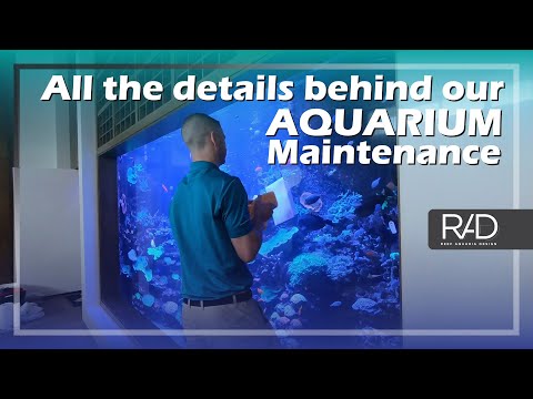 HOW TO PROPERLY DO A LARGE SCALE AQUARIUM MAINTENANCE BY THE TEAM OF REEF AQUARIA DESIGN