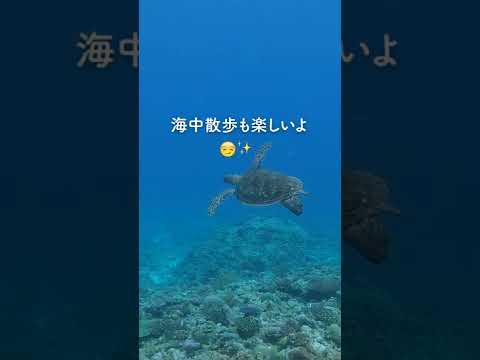 慶良間諸島の海でウミガメと海中散歩🐢#沖縄 #海 #shorts #シュノーケリング