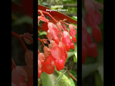 Beautiful Begonia Flowers