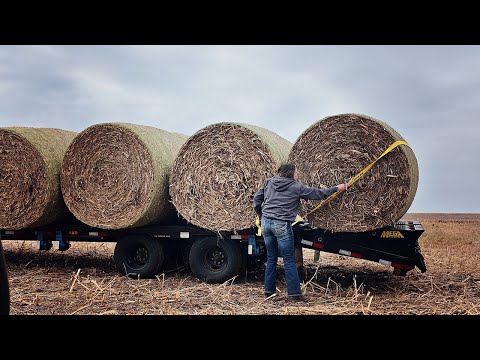 Hauling Corn Fodder | JCB 3TS-8T