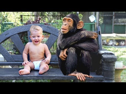 Funny Babies and Monkey Compilation