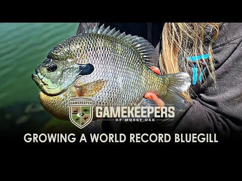 Growing a World Record Bluegill