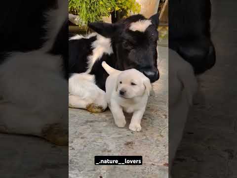 Lovely #music #love #instagood #reels #nature #puppy #cow #photography #photooftheday #lovely