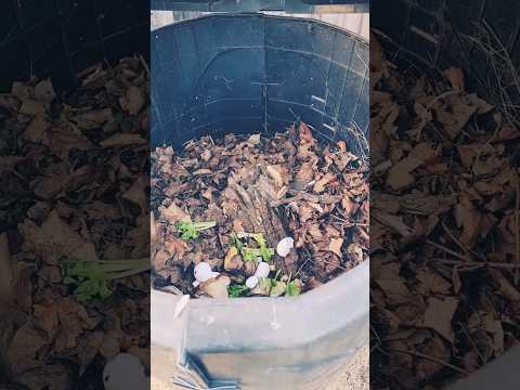 How to Deodorize a Stinky Compost Bin #compostbin #diatomaceousearth #gardentips