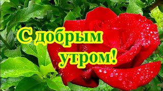 ДОБРОЕ УТРО🍓. ХОРОШЕГО ДНЯ