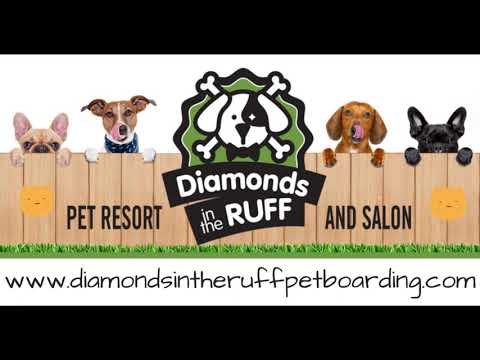 Cat and Dog Boarding - Diamonds in the Ruff Pet Resort - Funny Cat