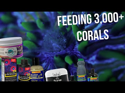 How To Feed Corals