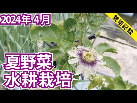 【4月開始】雨どい水耕栽培で夏野菜6種を育てる【2024年4月】