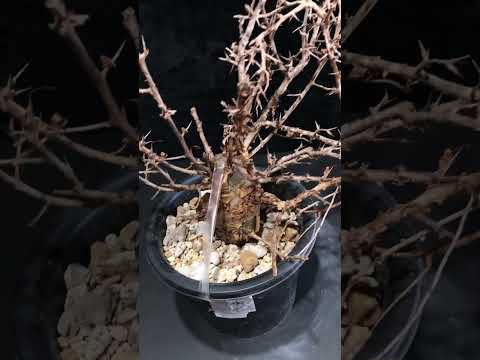 1円～ コンミフォラ・ミルラ 発根管理中 Commiphora myrrha 希少 ベアルート 1円オク 輸入 塊根植物 最落無し