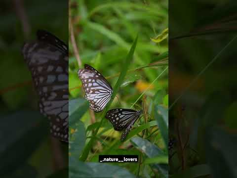 Beautiful butterfly 🦋#instagood #keralam #godsowncountry #kerala #trivandrum#photography #butterfly