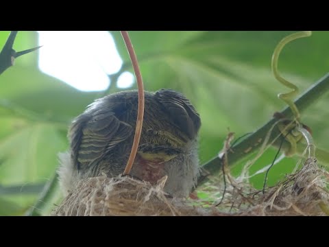 綠繡眼-育雛20240614-15第一隻雛鳥離巢16:30