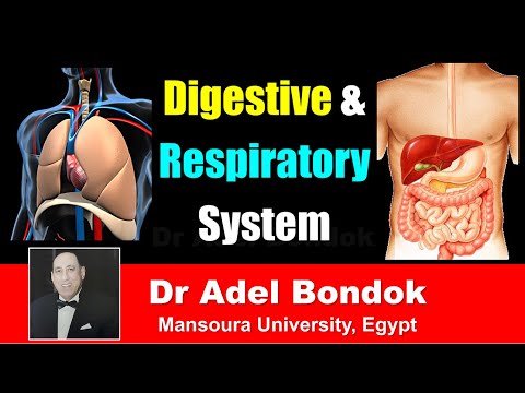 Introduction to Components of the Digestive and Respiratory System, Dr Adel Bondok