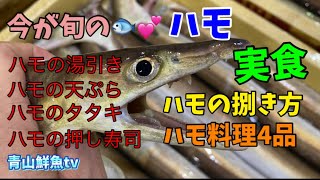 【ハモの捌き方】【ハモ料理4品】【ハモの骨切り】今が旬のハモ❣️捌き方&骨切り🦴ハモ料理実食😋👍