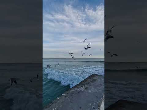 SEA AND SEAGULLS' LUNCHTIME