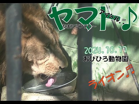 おびひろ動物園　週中のヤマトの神対応♬ヤマト♬あんたは凄い♬2024年10月17日♬