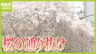 大阪の春の風物詩　造幣局「桜の通り抜け」始まる　「今年の花」選出の『大手毬』は来週見ごろ　４月１１日まで開催