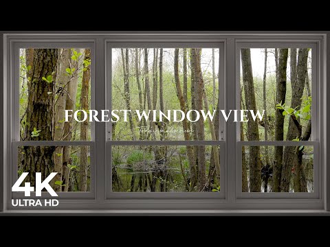 4K Forest window view birds singing - Relaxing, Calming, Ambience, white noise