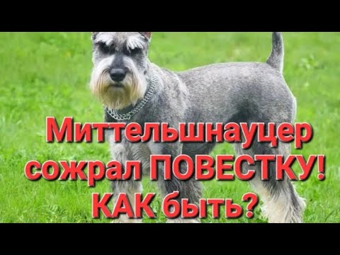 Повестку в ВОЕНКОМАТ... сожрал миттельшнауцер. Как быть? ЭТО ЗАКОННО?