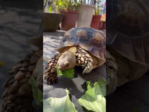 😍#video #viral #animals #cute #pets #videos #turtle #sulcata #カメラ#sound #eating #animals