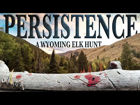 Backcountry Archery Elk Hunting | Bulls Bugling EVERYWHERE