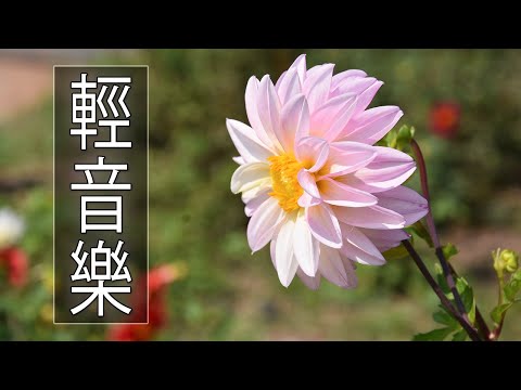 【非常好听】🎷🎷週末聽50首最好的老音樂 🌺早上最適合聽的輕音樂 🎵 每天調心洗滌心性 - 薩克斯風 - 無廣告音樂  - 轻音乐 - 探戈老歌 Old Taiwanese Music