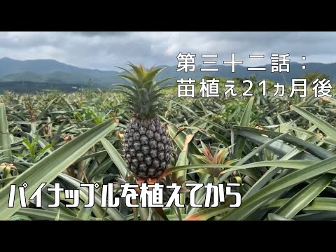 【第三十二話】パイナップルの成長過程を追って 〜 苗を植えてから 〜