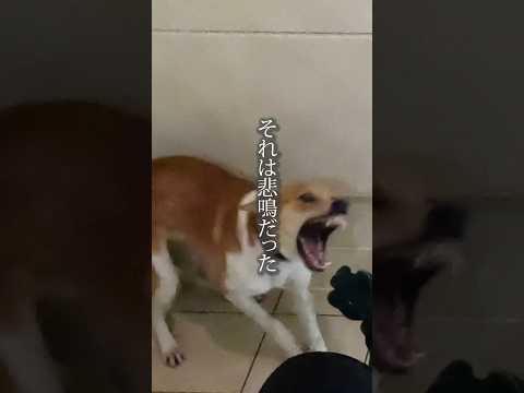 助けを呼んでいた保護犬...