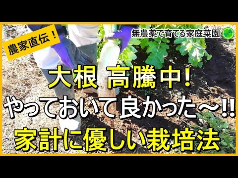 【大根栽培】誰でもできる節約術！収穫量を2倍にする方法【有機農家直伝！無農薬で育てる家庭菜園】　24/11/26