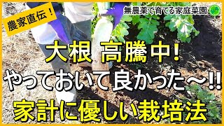 【大根栽培】誰でもできる節約術！収穫量を2倍にする方法【有機農家直伝！無農薬で育てる家庭菜園】　24/11/26