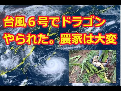 収穫まじかのドラゴンフルーツ栽培、台風でやられた