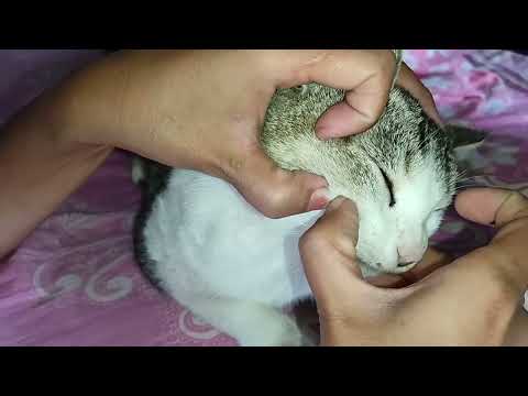 Flea Removal ASMR