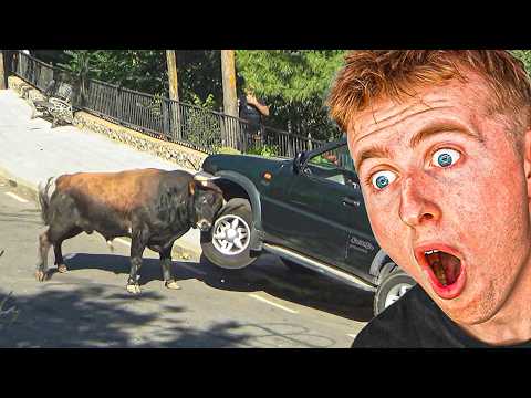 Funny & SCARY Animal Encounters!