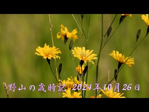 野山の歳時記　１０月最後の散策で出会った花　2024年10月26日