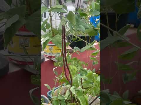 Red long Bean's#mygarden #beans #shorts